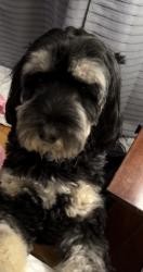 Lost Male Dog last seen Near state Rt 89, Varick, NY 14541