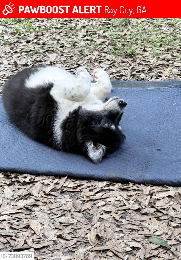 Lost Female Dog last seen Rt 122 and Arapahoe, Ray City, GA 31645