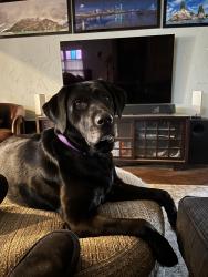Reunited Female Dog last seen Monte Vista and Santa Fe, Dallas, TX 75223