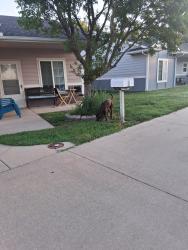 Found/Stray Male Dog last seen 61st N. and Scottsville, Charleston, Park City, KS 67219