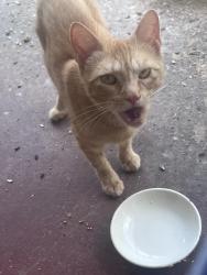 Found/Stray Male Cat last seen S. Queen and Leader Heights, Spry, PA 17402