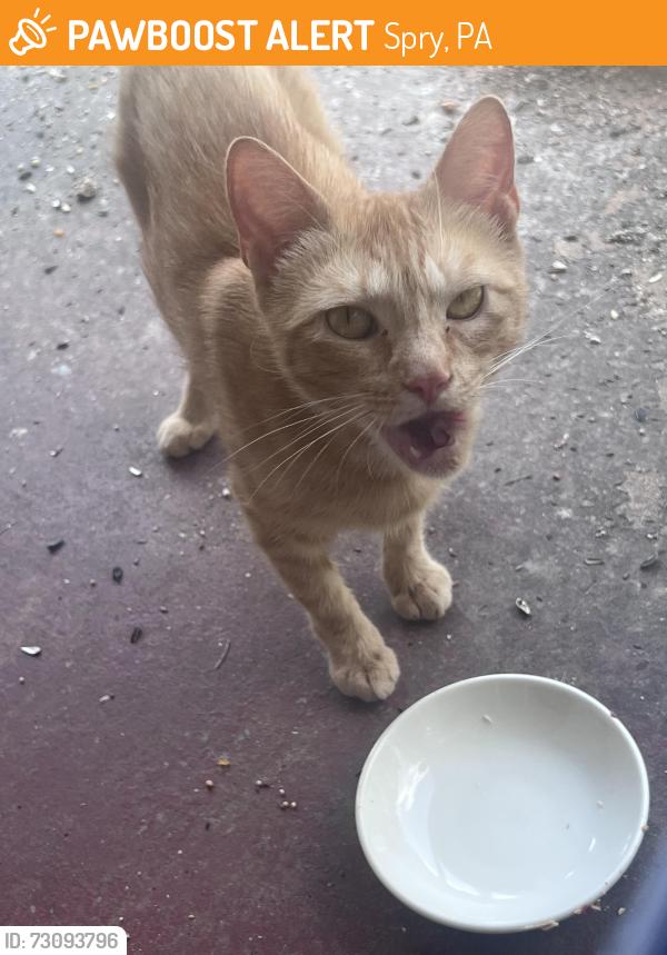 Found/Stray Male Cat last seen S. Queen and Leader Heights, Spry, PA 17402