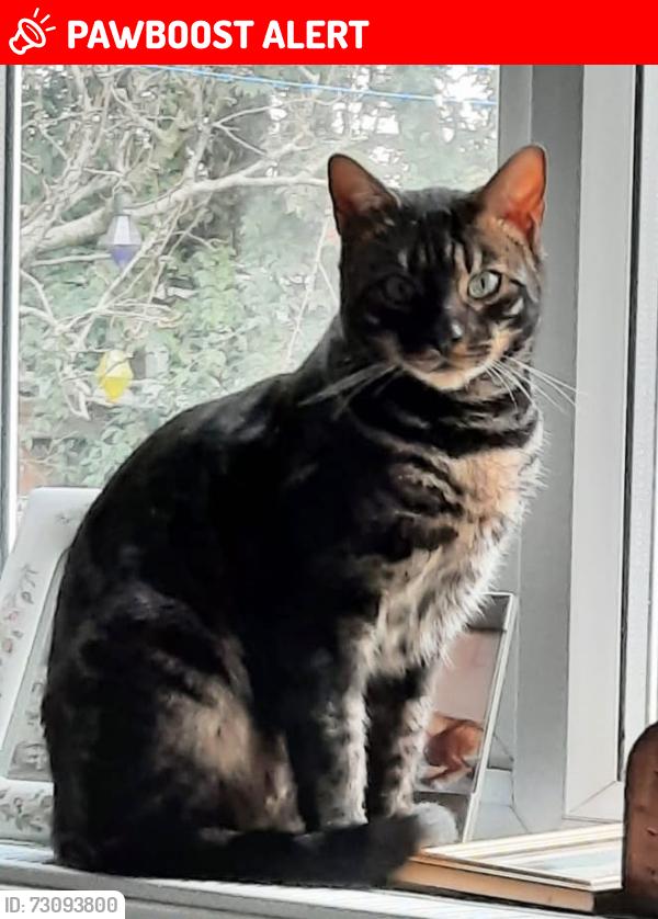 Lost Male Cat last seen North down ed hilltop shops , Hertfordshire, England AL10 8JS
