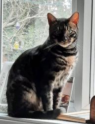 Lost Male Cat last seen North down ed hilltop shops , Hertfordshire, England AL10 8JS