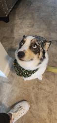 Reunited Male Dog last seen Near East Columbia Ave Spartanburg SC, Spartanburg, SC 29306
