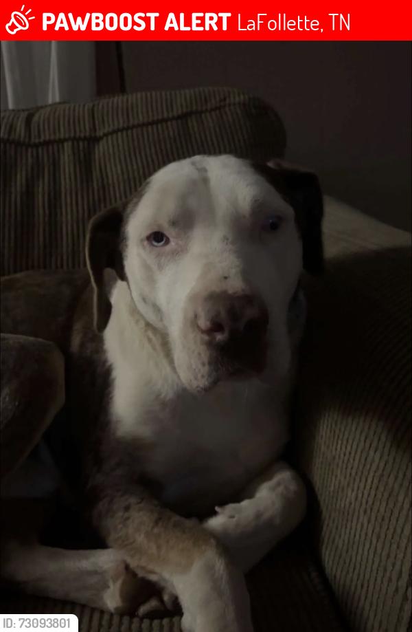 Lost Male Dog last seen Near holstein drive laFollette a mile from Calhoun drive dollar general, LaFollette, TN 37766