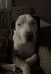 Lost Male Dog last seen Near holstein drive laFollette a mile from Calhoun drive dollar general, LaFollette, TN 37766