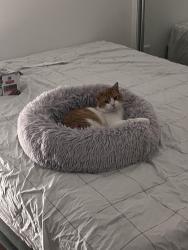 Found/Stray Male Cat last seen Mill park, Mill Park, VIC 3082