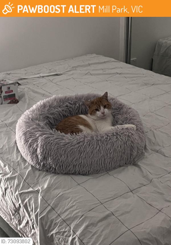 Found/Stray Male Cat last seen Mill park, Mill Park, VIC 3082