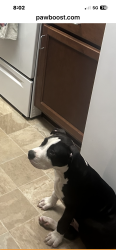 Reunited Male Dog last seen Alexson St, Spring Hill, FL 34610