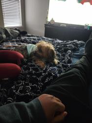 Reunited Male Dog last seen Begnaud, Lafayette, LA 70501