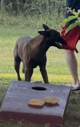 Found/Stray Unknown Dog last seen Cox Lake Rd, Stanley NC 28164, Gaston County, NC 28120