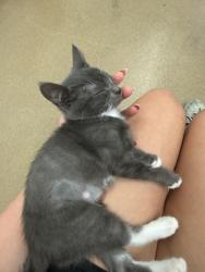 Lost Female Cat last seen cemeteries, ocean drive, robert’s dr, airline road, Corpus Christi, TX 78412