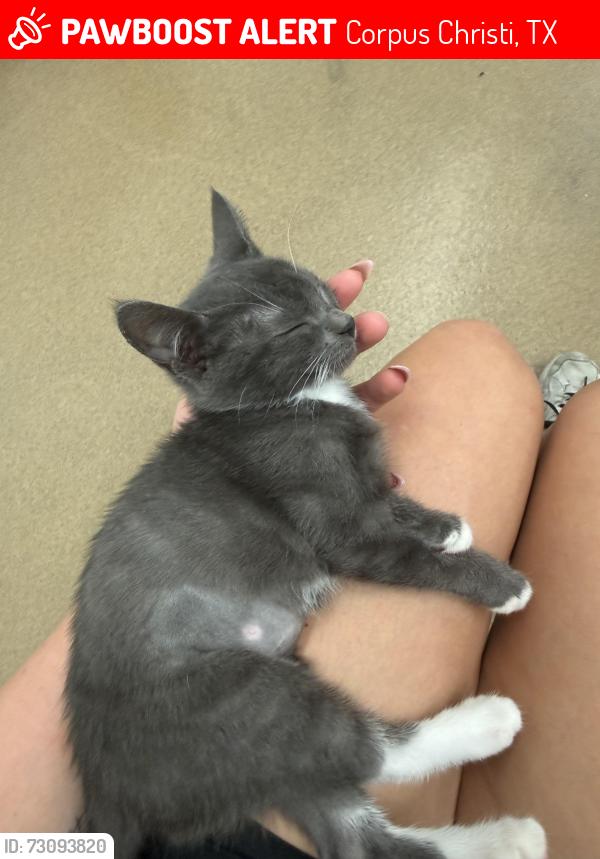 Lost Female Cat last seen cemeteries, ocean drive, robert’s dr, airline road, Corpus Christi, TX 78412