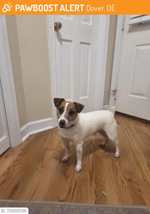 Found/Stray Male Dog last seen Between the pickleball/tennis court and West Denneys Rd on Kenton Rd, Dover, DE 19904