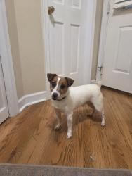 Found/Stray Male Dog last seen Between the pickleball/tennis court and West Denneys Rd on Kenton Rd, Dover, DE 19904