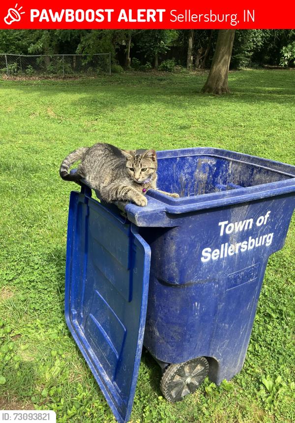 Lost Male Cat last seen where onward way and midway drive intersect, Sellersburg, IN 47172