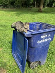Lost Male Cat last seen where onward way and midway drive intersect, Sellersburg, IN 47172