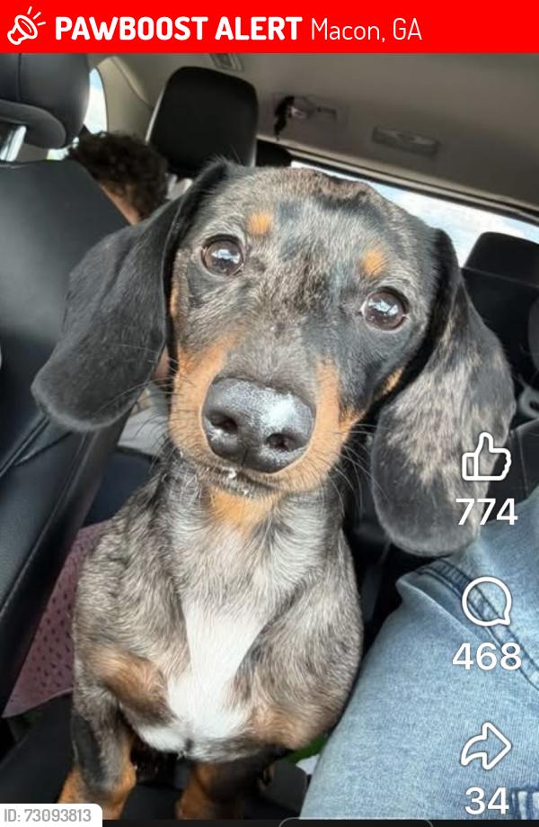 Lost Male Dog last seen Peninsula at Eagles point, Macon, GA 31220