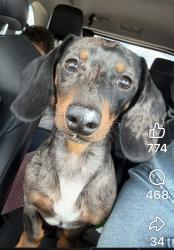 Lost Male Dog last seen Peninsula at Eagles point, Macon, GA 31220