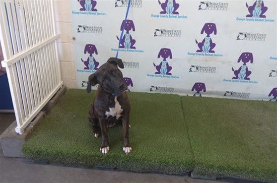 Shelter Stray Female Dog last seen Near BLOCK, 2769 Conroy Rd, Orlando, FL 32839, USA
