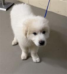 Shelter Stray Male Dog last seen , 232 Eslinger Way, Sanford, FL 32773, USA