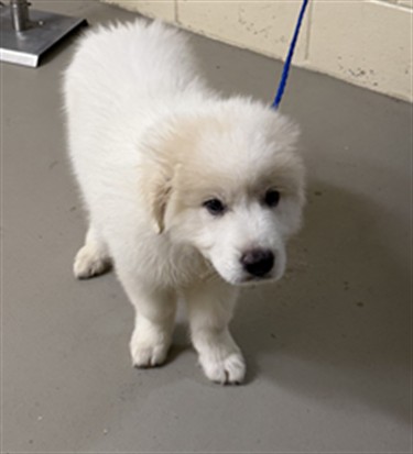Shelter Stray Male Dog last seen , 232 Eslinger Way, Sanford, FL 32773, USA