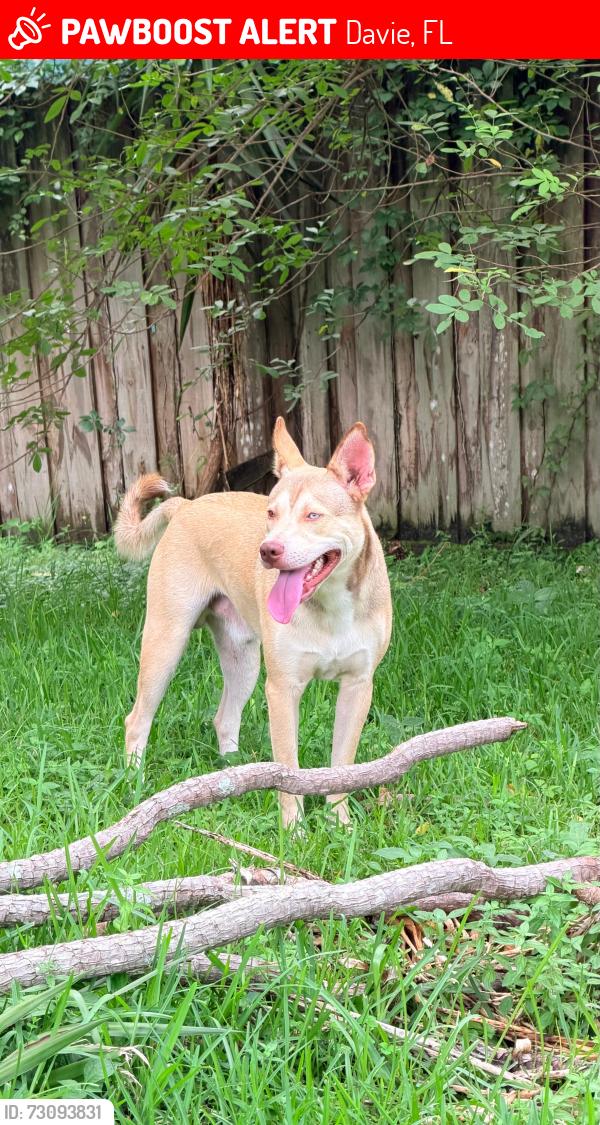 Lost Male Dog last seen Sw 154th and 27th street, Davie, FL 33326