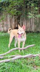 Lost Male Dog last seen Sw 154th and 27th street, Davie, FL 33326