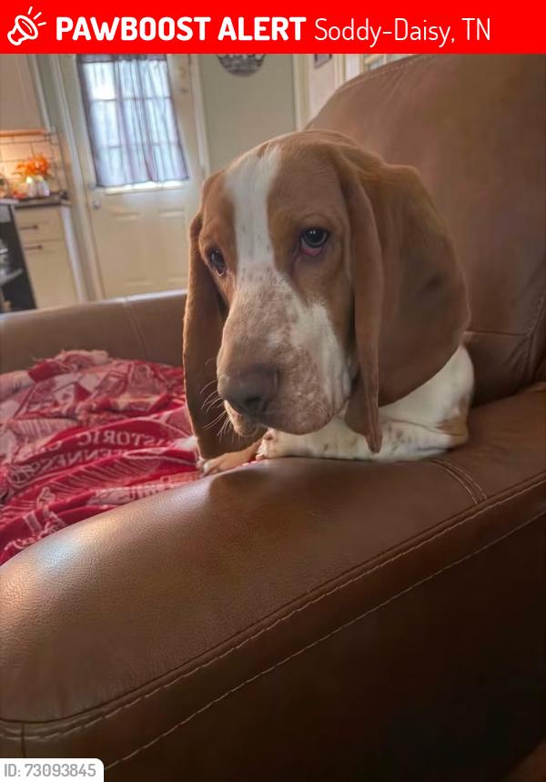 Lost Male Dog last seen Soddy daisy lake, Soddy-Daisy, TN 37379