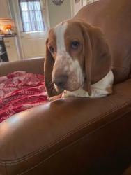 Lost Male Dog last seen Soddy daisy lake, Soddy-Daisy, TN 37379