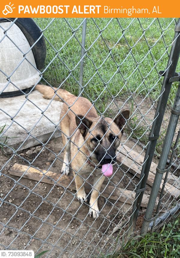 Found/Stray Female Dog last seen Church, Birmingham, AL 35224