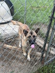 Found/Stray Female Dog last seen Church, Birmingham, AL 35224