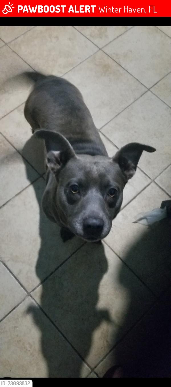 Lost Male Dog last seen Garner Elementary, Winter Haven, FL 33881
