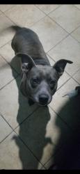 Lost Male Dog last seen Garner Elementary, Winter Haven, FL 33881