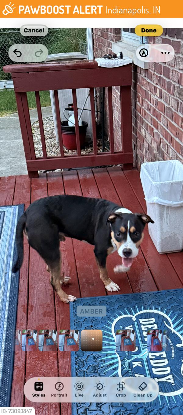Found/Stray Male Dog last seen East 10th Street and Morth Franklin Road, Indianapolis, IN 46219