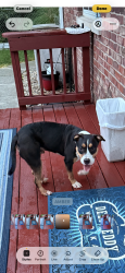 Found/Stray Male Dog last seen East 10th Street and Morth Franklin Road, Indianapolis, IN 46219