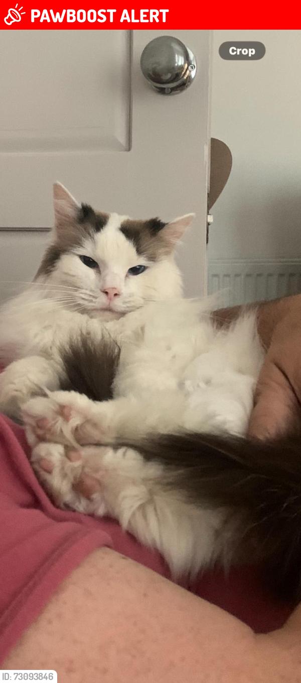 Lost Female Cat last seen Hood lane, Warrington, Great Sankey, England 