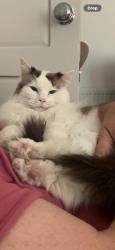 Lost Female Cat last seen Hood lane, Warrington, Great Sankey, England 