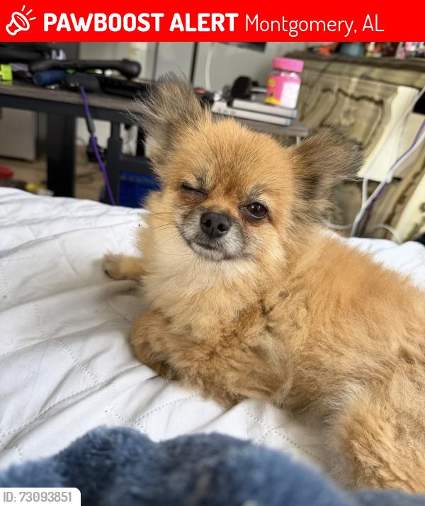 Lost Female Dog last seen Lansdowne Drive, Montgomery AL 36111, Montgomery, AL 36111