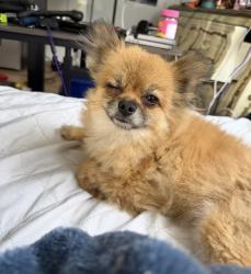 Lost Female Dog last seen Lansdowne Drive, Montgomery AL 36111, Montgomery, AL 36111