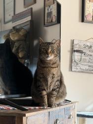 Lost Male Cat last seen Cattail Road, Pleasantville, OH 43148