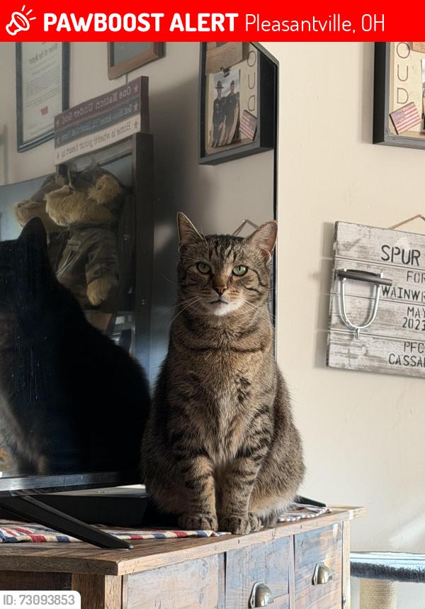 Lost Male Cat last seen Cattail Road, Pleasantville, OH 43148