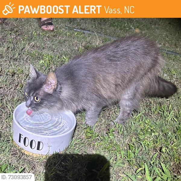 Found/Stray Female Cat last seen Cohen Ct right off of Cameron Ave in Vass close to crossroads coffee., Vass, NC 28394