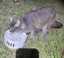 Found/Stray Female Cat last seen Cohen Ct right off of Cameron Ave in Vass close to crossroads coffee., Vass, NC 28394