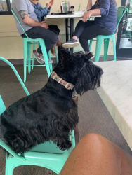 Reunited Female Dog last seen Trader Joes, Winter Park, FL 32789