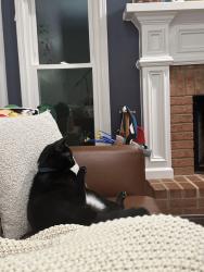 Lost Male Cat last seen Brookhollow neighborhood near intersection of Kimball Bridge and State Bridge, Alpharetta, GA 30022