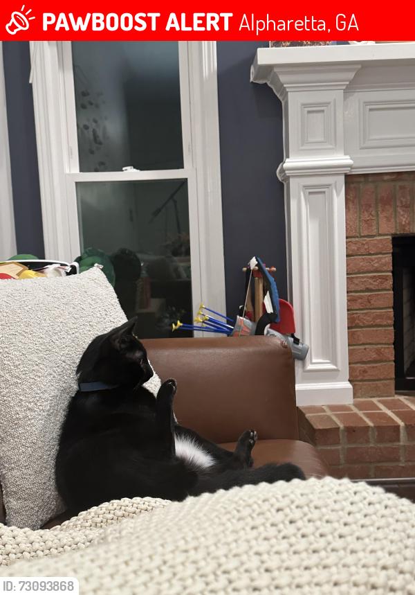 Lost Male Cat last seen Brookhollow neighborhood near intersection of Kimball Bridge and State Bridge, Alpharetta, GA 30022
