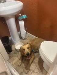 Found/Stray Female Dog last seen Near Avenue, Miami, FL 33193