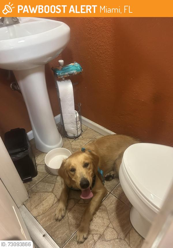 Found/Stray Female Dog last seen Near Avenue, Miami, FL 33193